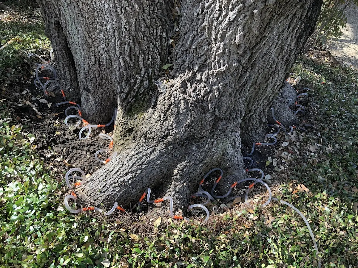Detailed Tree Cabling and Bracing job site in Jean