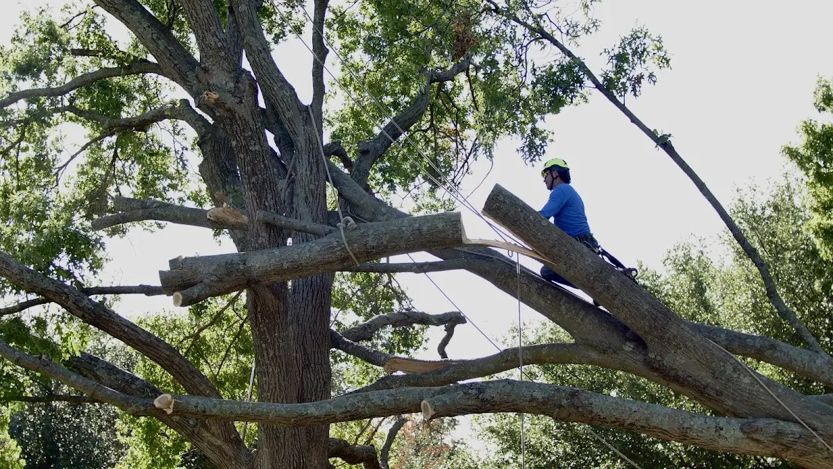Professional Hazardous Tree Removal performed by certified arborists in Jean