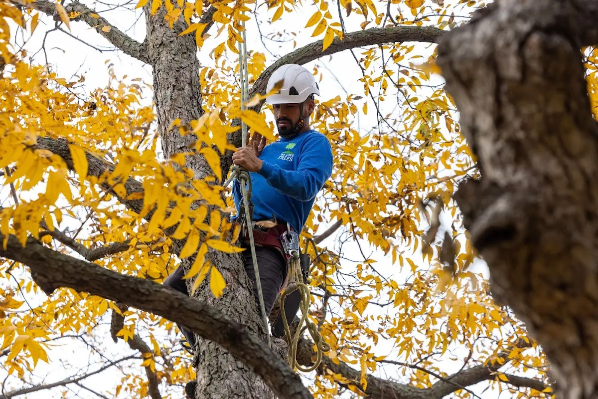Skilled Tree Trimming crew working in Jean