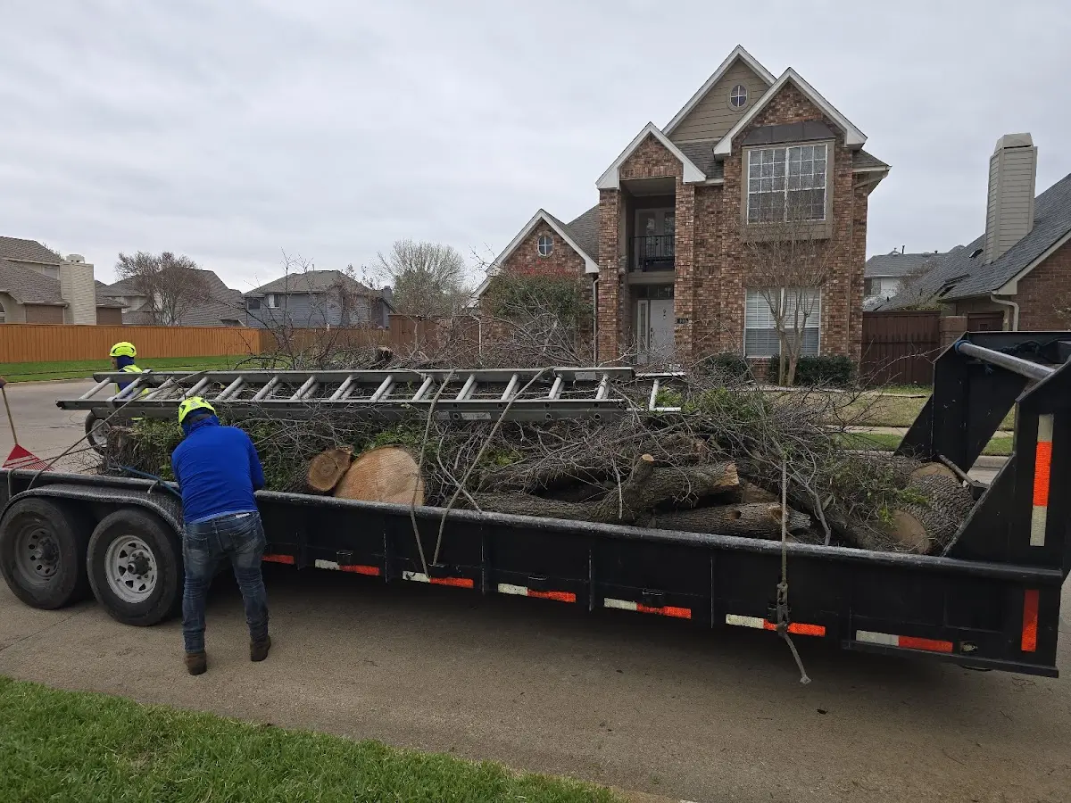 Expert Tree Pest Control with proper safety equipment in Jean
